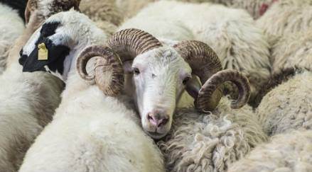 Kurban Bayramı onların yüzünü güldürmeyecek!