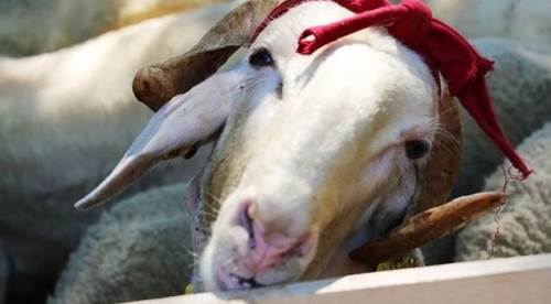 Kurban Bayramı tatili kaç gün olacak? 