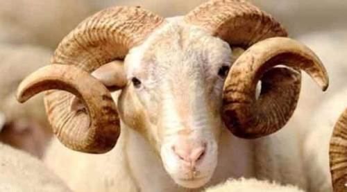 Kurban Bayramı tatili ne zaman? Tatil kaç gün sürecek? Diyanet Kurban Bayramı takvimi