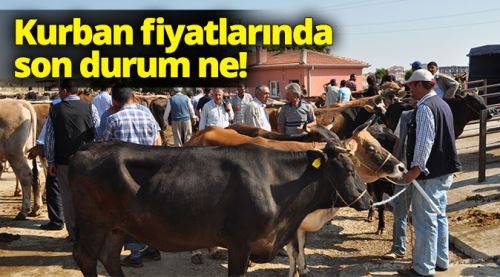 Kurban fiyatlarında son durum ne!