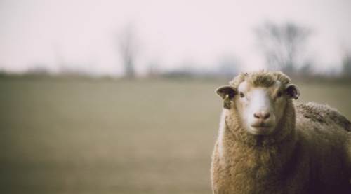 Kurban kesim bedeli ne kadar oldu? (2024 Diyanet yurt içi ve yurt dışı vekaletle kurban kesim bedeli)