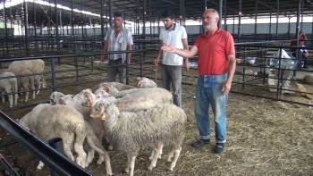Kurban Pazarında Fiyatlar Yarı Yarıya Düştü
