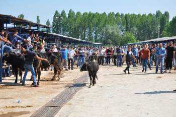 Kurban Pazarında Hareketli Anlar Yaşandı

