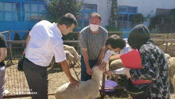Kurban Pazarında Hayvan Denetimi
