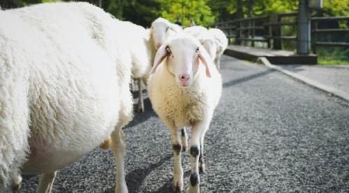 Kurban Vekaleti Nasıl Verilir? Vekalet Yoluyla Kurban Kesilir Mi?