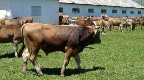 Kurbanda inek ve düve kesimi yanlış algılanıyor 