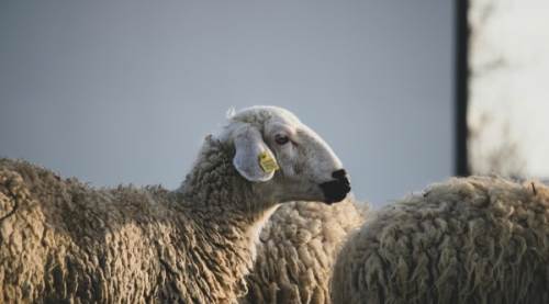 KURBANLIK FİYATLARI 2026 || Küçükbaş - Büyükbaş Hayvan Fiyatları Ne Kadar?