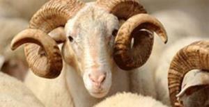 Kurbanlık fiyatları uçuşta!