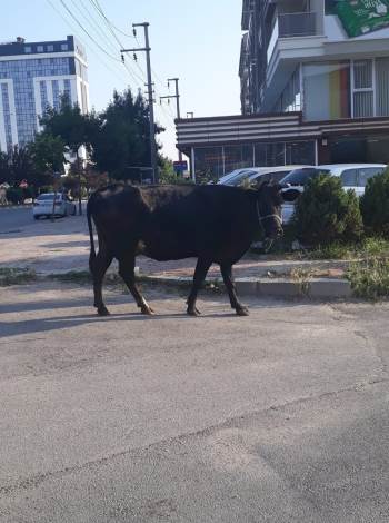 Kurbanlık İnek Firar Etti
