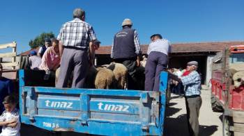 Kurbanlıklar Elde Kaldı
