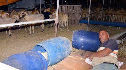 Kurbanlıklarla koyun koyuna uyuyorlar