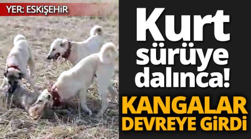 Kurt kangalları geçemedi!