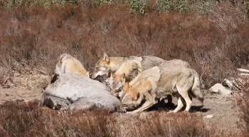 Kurt Sürüsünün Yılkı Atını Parçalayarak Yedikleri Anlar Kamerada
