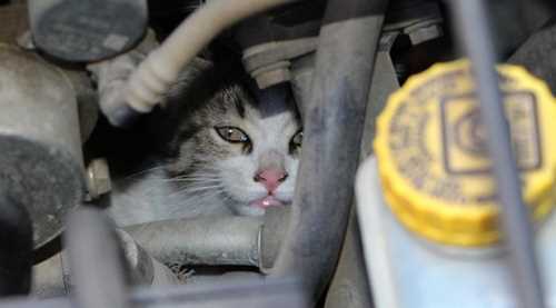 Kurtarmaktan vazgeçtiler