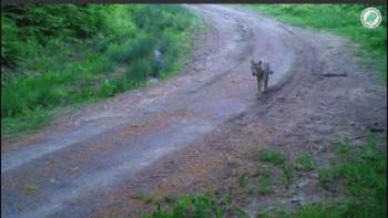 Kurtlar Sakinlikleri İle Dikkat Çekti
