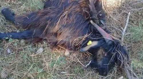 Kurtların saldırdığı 9 küçükbaş hayvan telef oldu