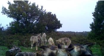 Kurtların Ve Akbabaların Beslendikleri Anlar Fotokapana Yansıdı
