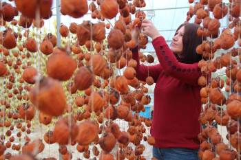 Kuruyunca Fiyatı 20 Misli Artıyor
