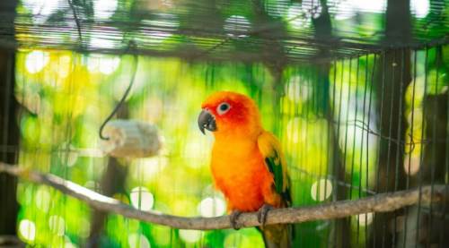 Kuş Beslemenin Zararları Nelerdir? Kuşlar Hangi Hastalıklara Yol Açar, Virüs Taşır mı?