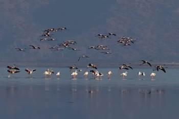 Kuş Cenneti Acıgöl’De Görsel Şölen
