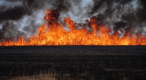 KUŞ CENNETİ YANIYOR!
