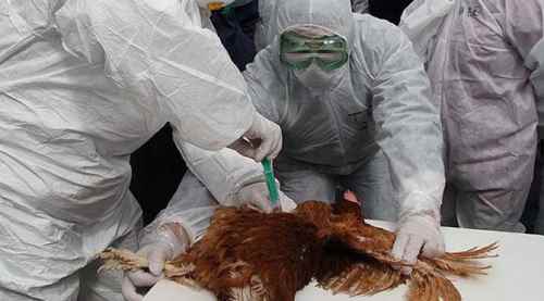 Kuş gribi kabusu geri mi dönüyor