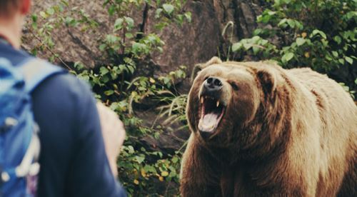 Kuşburnu toplarken ayı saldırdı!