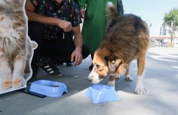 Kütahya Belediyesi Sokak Hayvanları İçin Mama Dağıttı

