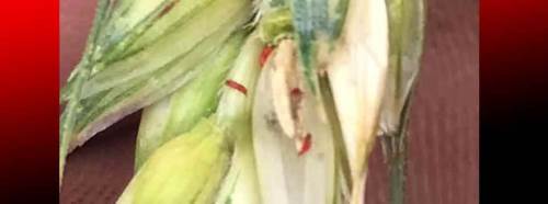 Kütahya'da "böcek alarmı" verildi!