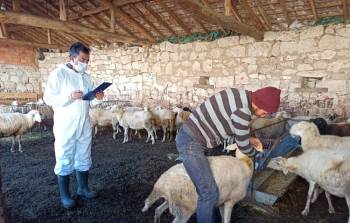Kütahya’Da ’Halk Elinde Küçükbaş Hayvan Islahı’ Projesi
