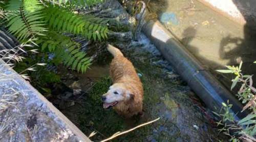 Kütahya'da "köpek kurtarma" seferberliği