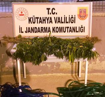 Kütahya’Da 3 Kişi Kenevir Bitkisi Sularken Suçüstü Yakalandı
