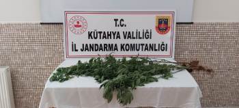 Kütahya’Da 35 Kök Kenevir Bitkisi Ele Geçirildi
