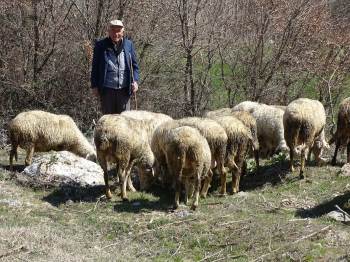 Kütahya’Da 4 Bin 408 Üreticiye 26 Milyon 680 Bin 880 Tl Hayvancılık Desteklemesi
