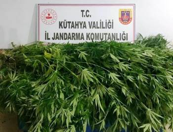 Kütahya’Da 55 Kök Hint Keneviri Ele Geçirildi
