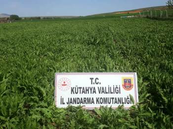 Kütahya’Da 624 Bin 440 Kök Kaçak Ekilmiş Haşhaş Bitkisi Ele Geçirildi
