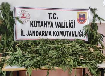 Kütahya’Da 90 Kök Kenevir Bitkisi Ele Geçirildi
