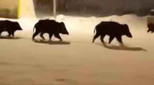 Kütahya'da aç kalan domuz sürüsü şehre indi