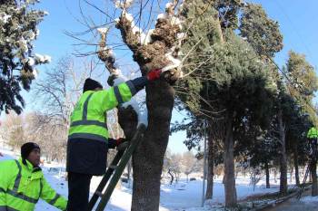 Kütahya’Da Ağaçlar Budanıyor
