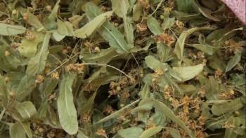 Kütahya’Da Aktarlara İlgi Arttı
