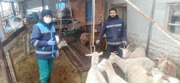 Kütahya’Da Anaç Koyun Keçi Tespit İşlemleri Ve Çiçek Aşılamaları
