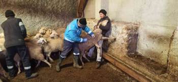 Kütahya’Da Anaç Koyun Keçi Tespit Ve Aşılama Çalışmaları
