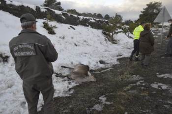 Kütahya’Da Aracın Çarptığı Geyik Telef Oldu
