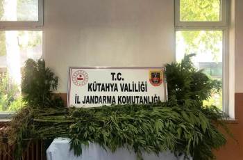 Kütahya’Da Araziye Ekili 70 Kök Hint Keneviri Ele Geçirildi
