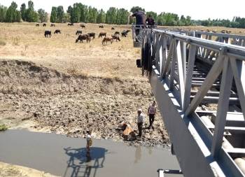 Kütahya’Da Bataklığa Saplanan İneği İtfaiye Kurtardı
