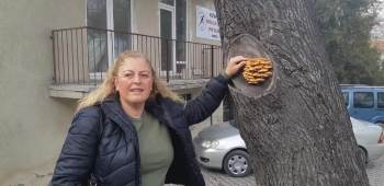 Kütahya’Da Bir Ağacın Gövdesinde Çıkan Mantarlar Şaşırttı
