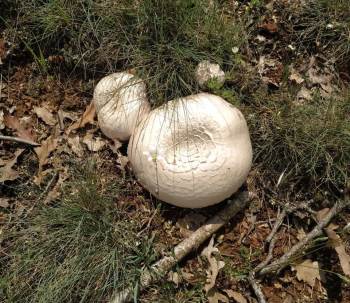 Kütahya’Da Bir Süredir Etkili Olan Yağışlar Nedeniyle Mantar Bereketi Yaşanıyor
