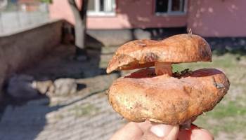 Kütahya’Da Çift Başlı Melki Mantarı Bulundu
