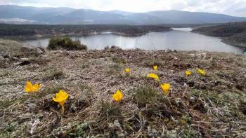 Kütahya’Da Çiğdemler Çiçek Açtı
