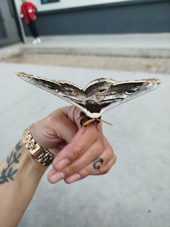 Kütahya’Da Dev Kelebek, Fabrikada Çalışan Kadının Omuzuna Kondu
